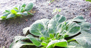 タアサイの追肥（追肥のやり方・時期・回数量）