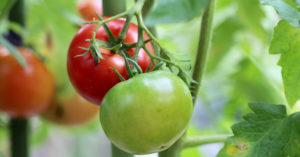 トマトの土作りの基本
