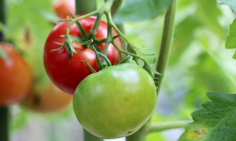 トマトの土作りの基本
