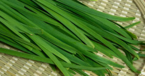ニラの追肥（追肥のやり方・時期・回数量）