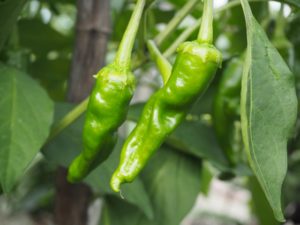 シシトウの土作りの基本