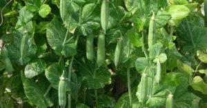 スナップエンドウの土作りの基本