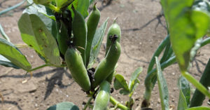 ソラマメの土作りの基本