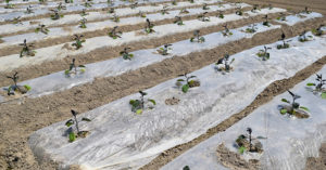 ナスの土作りの基本