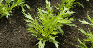 ミズナの土作りの基本