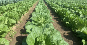 白菜の土作りの基本