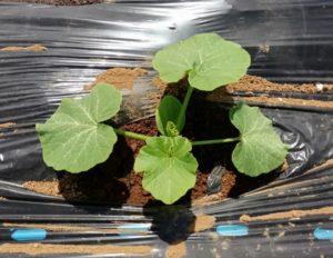 カボチャの種まきと苗づくり方法