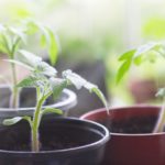 トマトの種まきと苗づくり方法