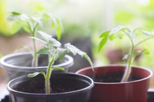 トマトの種まきと苗づくり方法