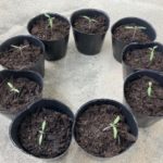 ミニトマトの種まきと苗づくり方法