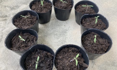 ミニトマトの種まきと苗づくり方法