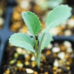 スティックセニョールの種まきと苗づくり方法