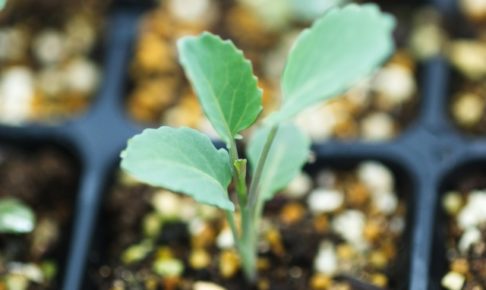 スティックセニョールの種まきと苗づくり方法