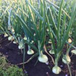 タマネギの種まきと苗づくり方法