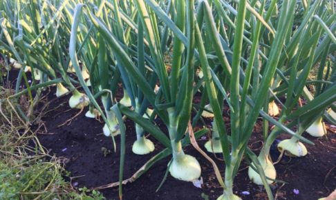 タマネギの種まきと苗づくり方法