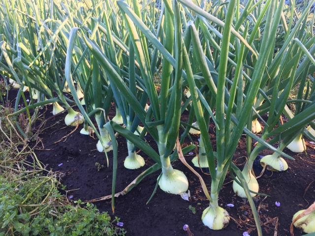 タマネギの種まきと苗づくり方法