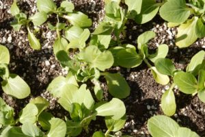 チンゲン菜の種まきと苗づくり方法