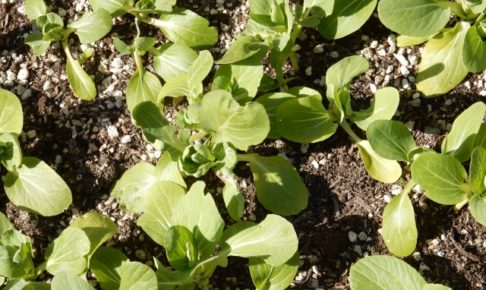 チンゲン菜の種まきと苗づくり方法