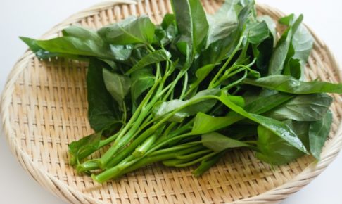 空芯菜（クウシンサイ）の種まきと苗づくり方法