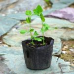 スナップエンドウの植え付け方法