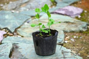 スナップエンドウの植え付け方法