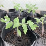トマトの植え付け方法