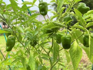 ピーマンの冬越し方法