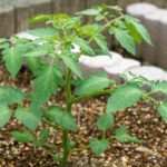 ミニトマトの植え付け方法
