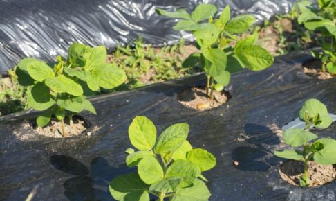 枝豆の植え付け方法