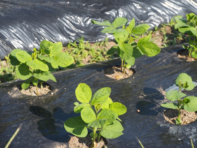 枝豆の植え付け方法