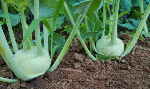 コールラビの追肥と土寄せ方法