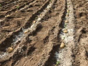 ジャガイモの植え付け方法