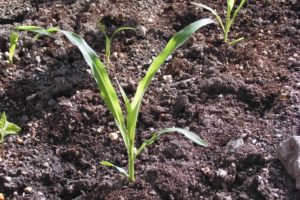 トウモロコシの種まきと苗づくり方法