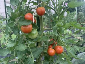 ミニトマトの追肥と土寄せ方法