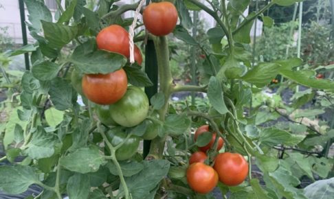 ミニトマトの追肥と土寄せ方法