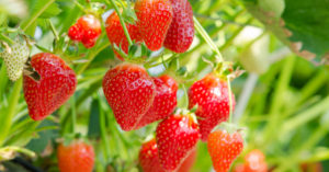 イチゴの育て方・栽培方法