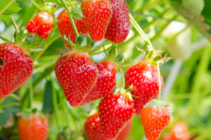 イチゴの育て方・栽培方法